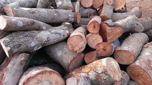 củi 1 củi 1